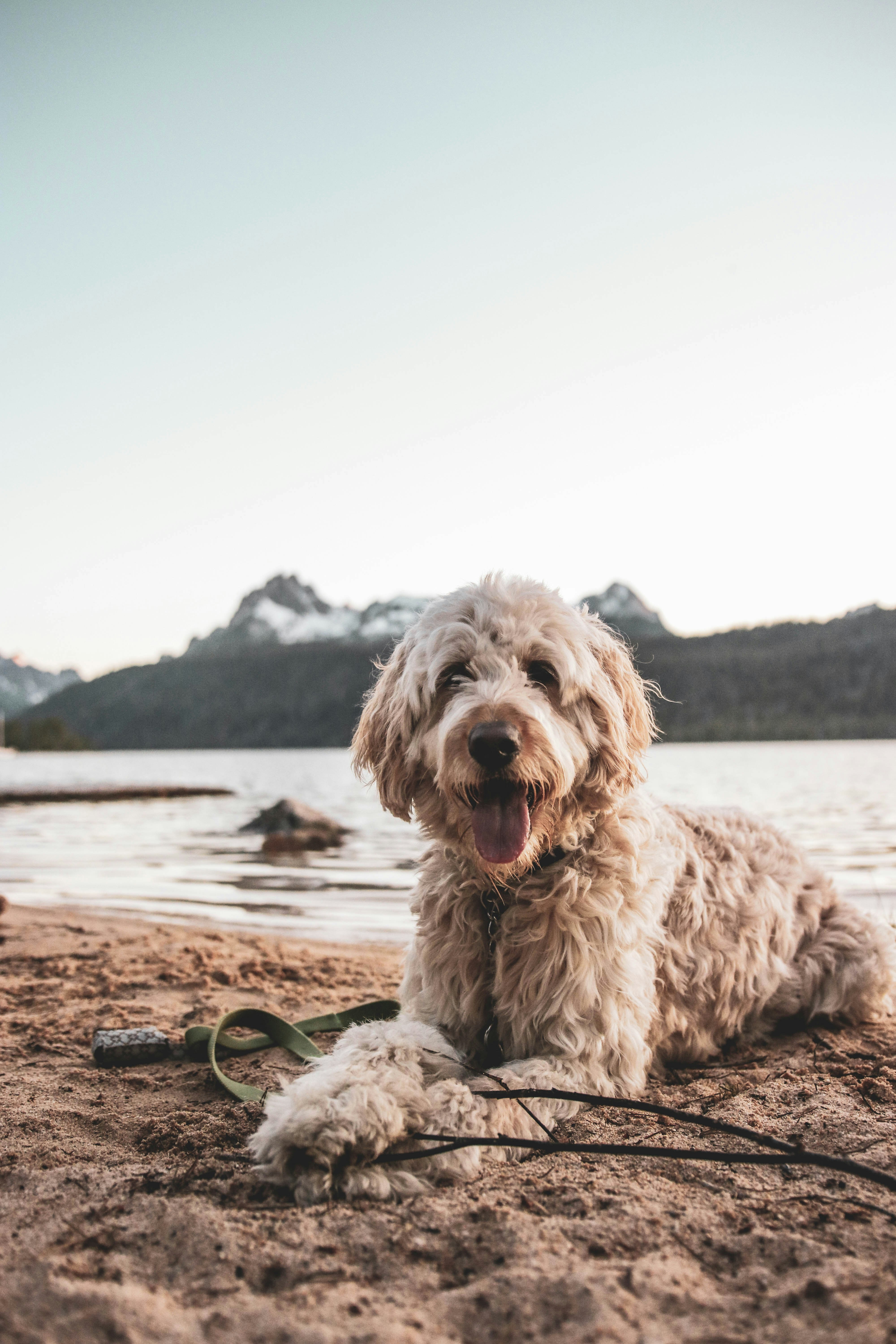 long-coated beige dog